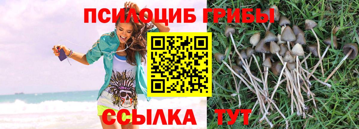 Краснознаменск  Галлюциногенные грибы GOLDEN TEACHER  Вход с VPN 